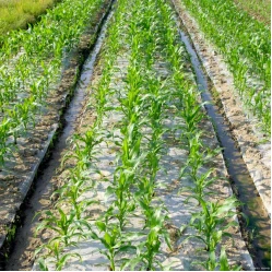 product-249-249 product-249-249