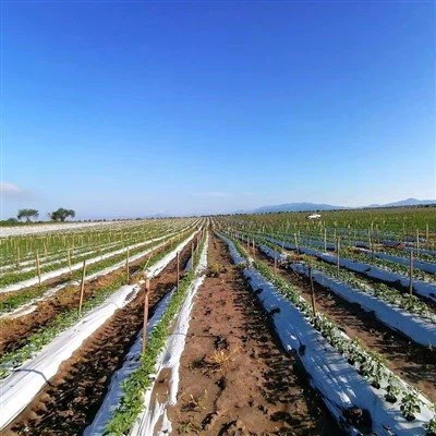 סרט מאלץ' הניתן לדחיסה